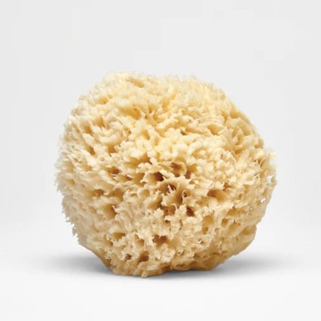 Large Natural Bath Sea Sponge (Soft)